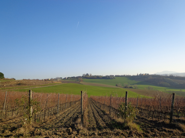 filari di vigne con panorama all'orizzonte