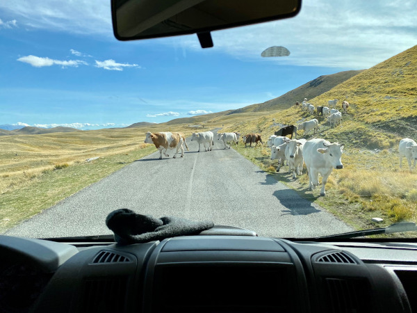 mucche al pascolo sulla strada