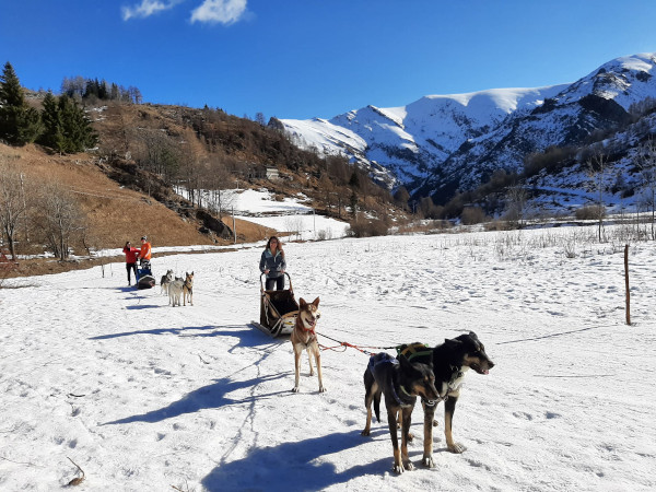 slitta con cani sulla neve