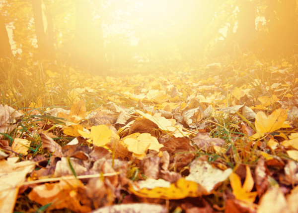 Foliage 2022 in camper: 5 mete per scoprire i colori dell’autunno vicino casa