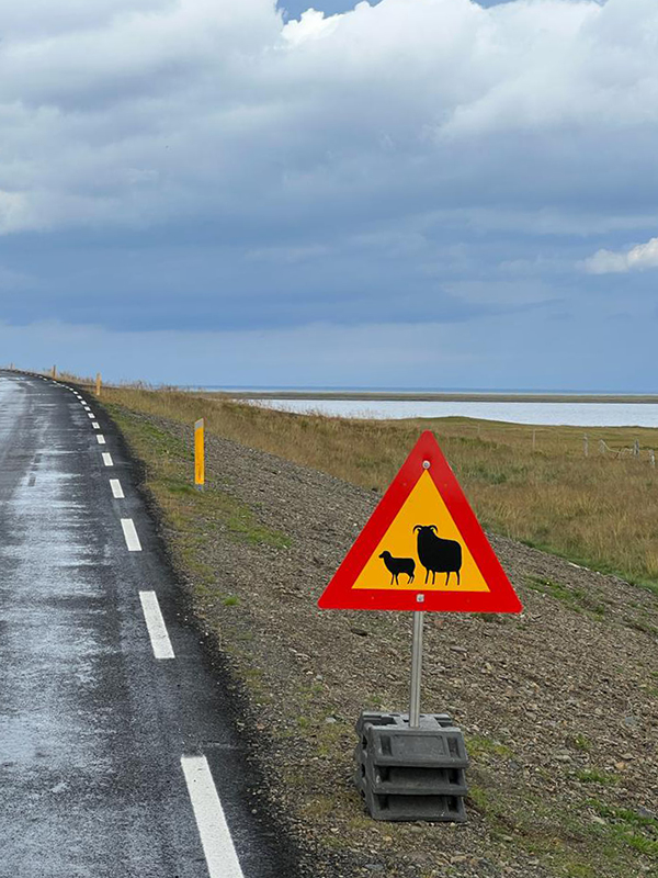 segnale stradale attraversamento pecore in Islanda