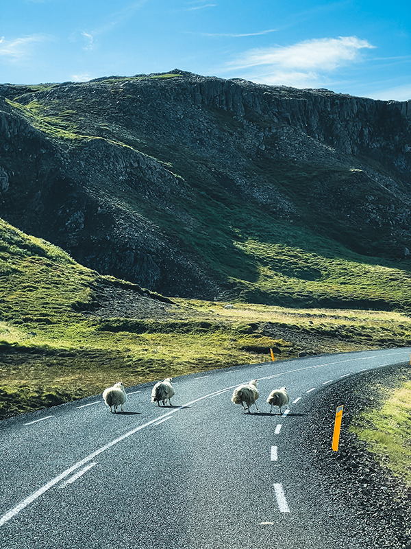 pecore corrono sulla Strada di montagna in Islanda