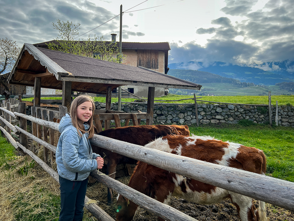 bambina con due vitelli al maso